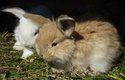 Zakrslý králík je malá, roztomilá potvůrka