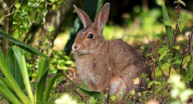 Roztomilá pohroma: Nezničitelný divoký králík