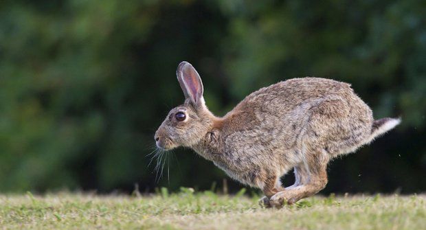 Ušatá hádanka: Kdo zdomácněl králíka?