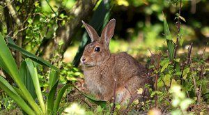 Roztomilá pohroma: Nezničitelný divoký králík 