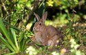 V Austrálii to divoký králík dotáhnul až na přírodní pohromu