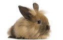 Zakrslá plemena králíků váží kolem 2 kg