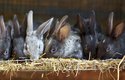 Velká plemena králíků se chovají hlavně na maso, které je chutné a lehce stravitelné