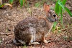 Divoký králík (ilustrační foto)