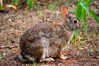 Na Velikonoce vždy střílí králíky. Letos chce Nový Zéland hlodavce hubit smrtícím virem