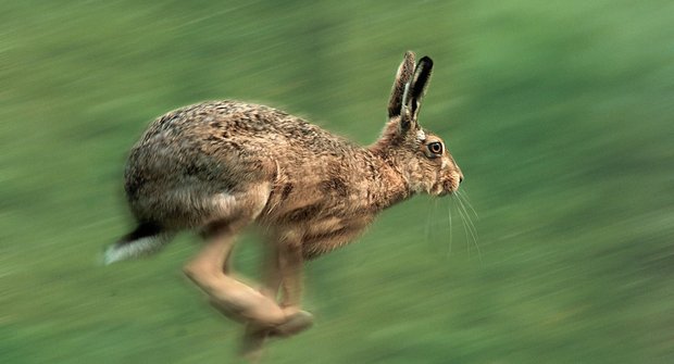 13 ušatých rekordmanů: Zajíci a králíci celého světa