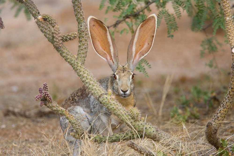 Nejlepší ušáciV poušti Sonora v severozápadním Mexiku a Arizoně žije zajíc ušatý