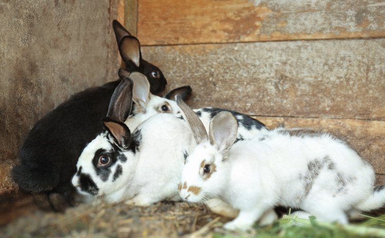 Domácí králíci se na venkově chovají hlavně pro maso a kožešinu