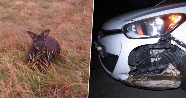Nehoda jak z australské buše v Česku: Srážku s autem nepřežil roztomilý klokan