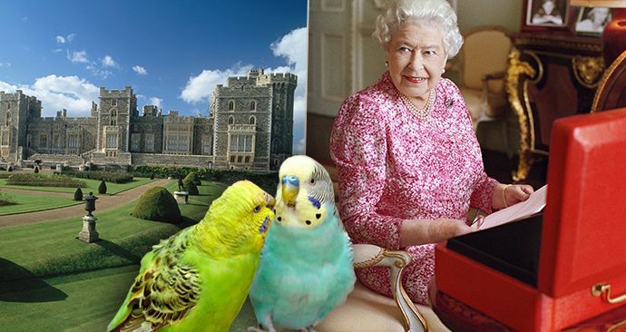 Karanténa Jejího Veličenstva Alžběty II.: Tucet služebných a… andulky?