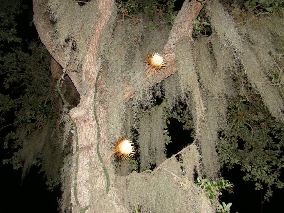 Velké vzrostlé stromy jsou na Floridě obalené parazitujícím mechem, který vytváří záclony. V něm si Královna noci přímo libuje