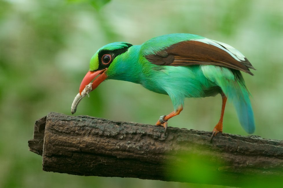 V Zoo Praha se podařilo odchovat vzácnou krasku jávskou zcela novou, unikátní metodou – „adopcí“ vlastními rodiči. 