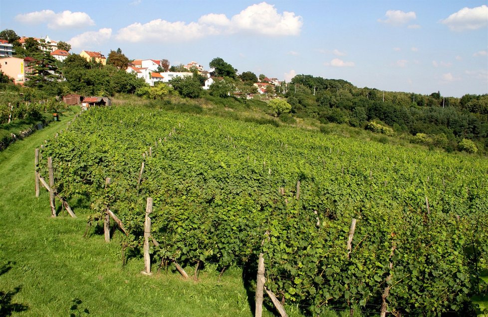 Nanotechnologie využívají i vinaři. Přes nanovlákna se do budoucna bude filtrovat i pivo.