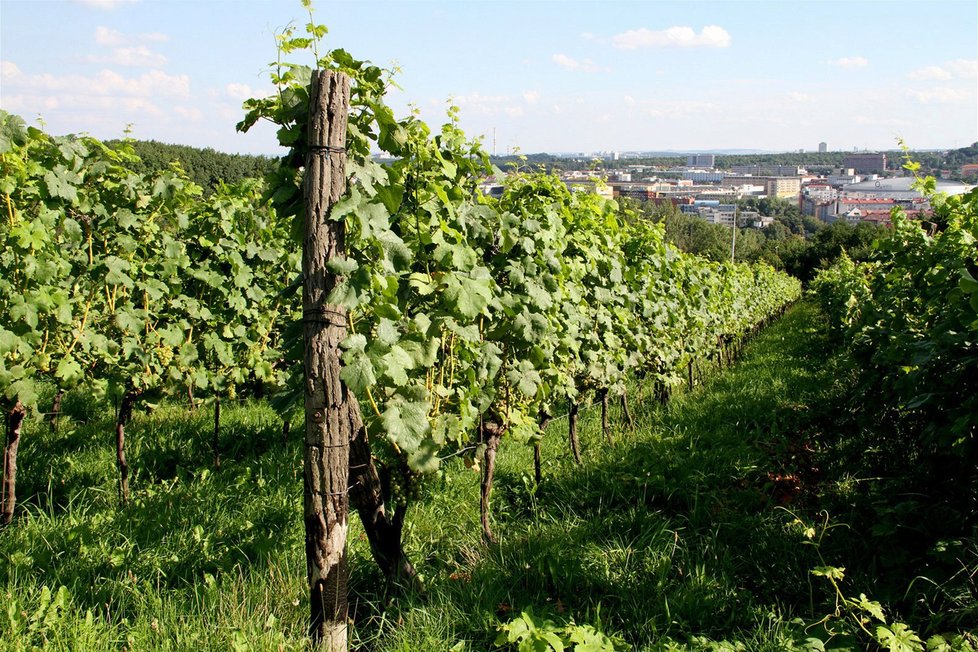 Nanotechnologie využívají i vinaři. Přes nanovlákna se do budoucna bude filtrovat i pivo.