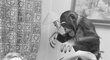 Sourozenci dva roky sdíleli domácnost s šimpanzí slečnou Daisy a dogou Aikou.
