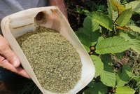 Omezení u kratomu: Nově dostupný jen ve speciálních prodejnách se zákazem vstupu dětem