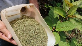 Kratom se pěstuje v jihovýchodní Asii. Pro medicínské účely je legální v Thajsku.