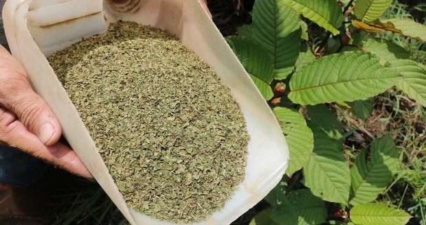 Kratom se pěstuje v jihovýchodní Asii.