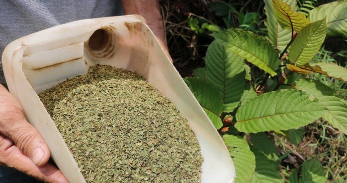 Kratom se pěstuje v jihovýchodní Asii. Pro medicínské účely je legální v Thajsku.