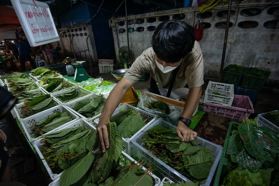Kratom se pěstuje v jihovýchodní Asii. Pro medicínské účely je legální v Thajsku.