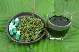 Kratomový čaj z Asie prý dokáže zbavit chronické bolesti i úzkosti. Je to pravda, nebo spíš škodí?