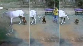 Brutální záběry: Kráva nakopla malého chlapce, který ji provokoval