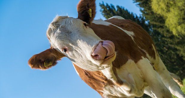 Neštěstí na farmě: Ženu přitiskla kráva na zábradlí