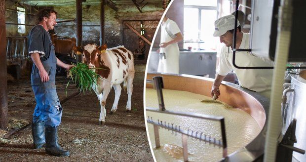 Zemědělce nezneužíváme, brání se řetězce. Na cenu mléka prý nemají vliv