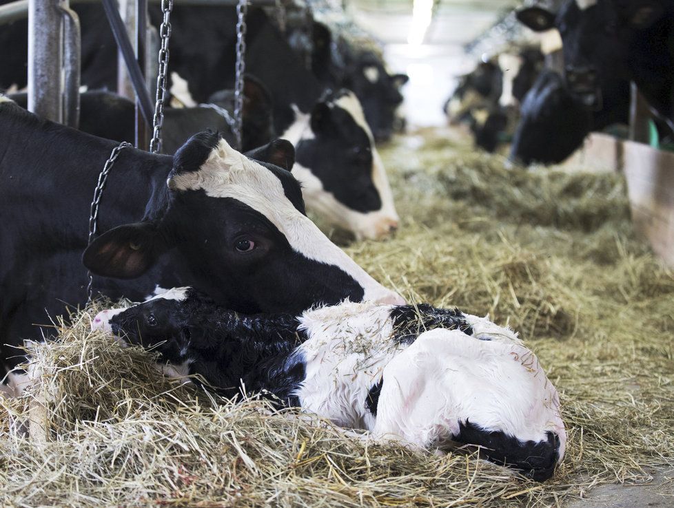 Několik krav zemřelo a 40 onemocnělo poté, co je aktivisté propustili na svobodu z biofarmy (ilustrační foto).