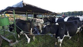 Několik krav zemřelo a 40 onemocnělo poté, co je aktivisté propustili na svobodu z biofarmy (ilustrační foto).