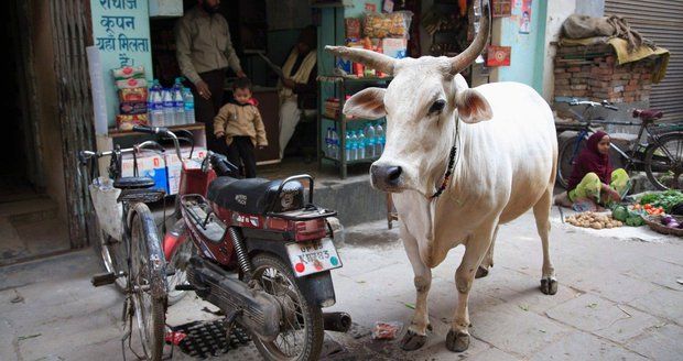 Doživotí za porážku krávy i převoz hovězího: V Indii chystají drsný zákon