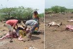 Muž stahoval kůži z krávy. Rozzuření hinduisté ho ubili k smrti! (ilustrační foto)