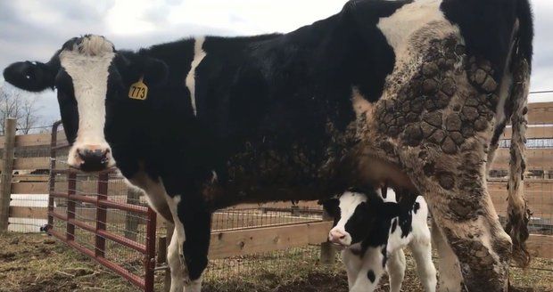 Březí kráva utekla z jatek a porodila tele. Úředníky dojala natolik, že bojují za změny