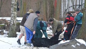 Mladá kráva v Jihlavě utekla z jatek: V centru srazila důchodkyni a zamířila do zoo