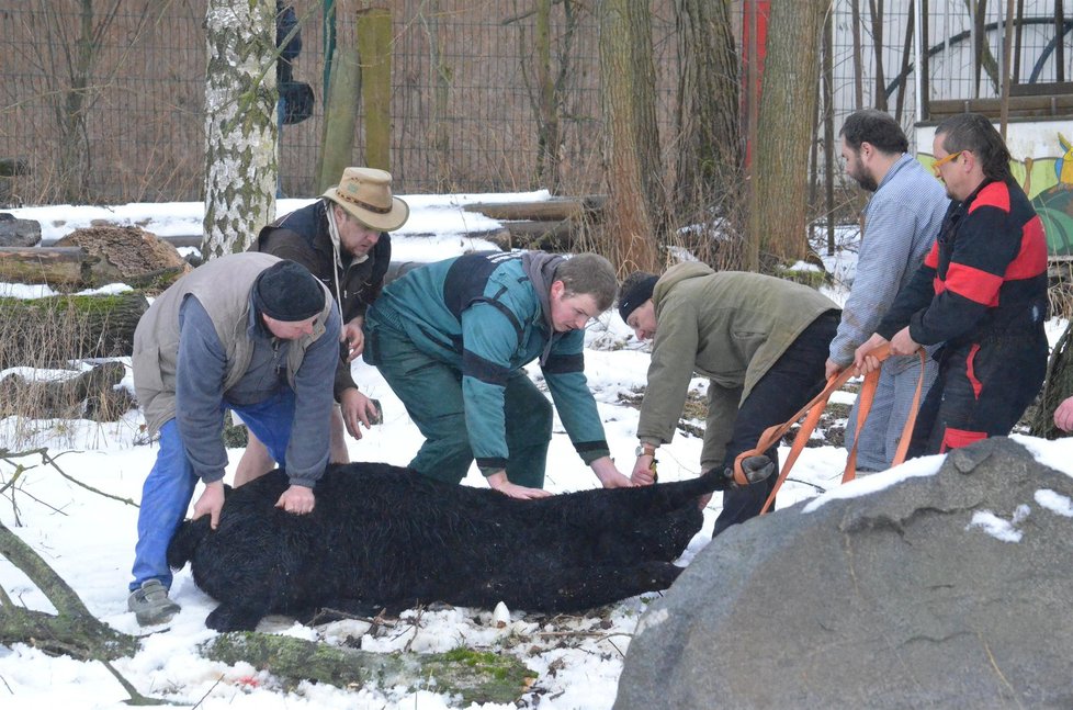 Mladá kráva v Jihlavě utekla z jatek: V centru srazila důchodkyni a zamířila do zoo