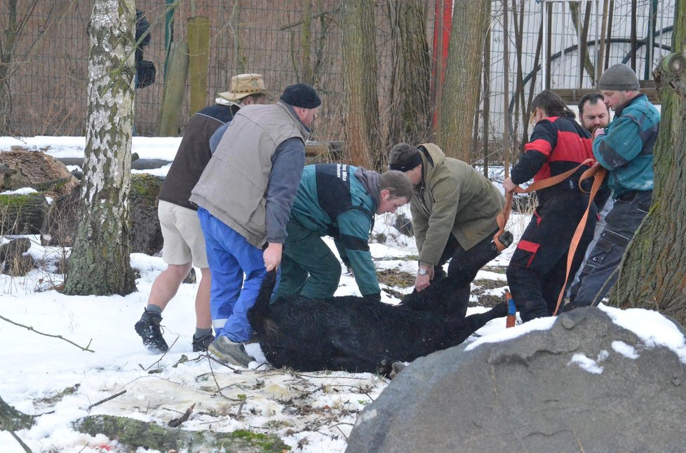 Mladá kráva v Jihlavě utekla z jatek: V centru srazila důchodkyni a zamířila do zoo