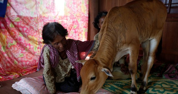 Khim je přesvědčena, že kráva má duši jejího mrtvého manžela.