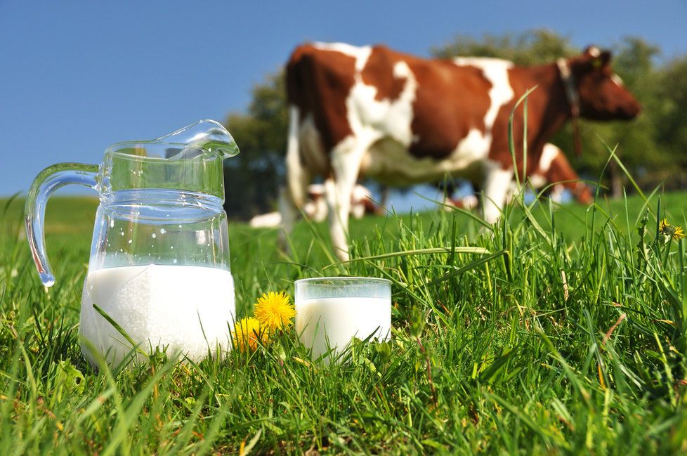 Víte, jak poznat kvalitní mléko?