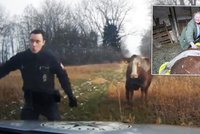 Slavná kráva, která napadla policistu: Už z ní není agresorka!