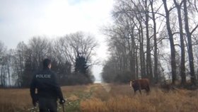 Policista myslel, že se mu podaří s pomocí klacku krávu zkrotit.