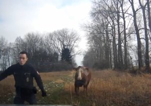 Policista pochopil, že s krávou to nebude legrace, a bere nohy na ramena.
