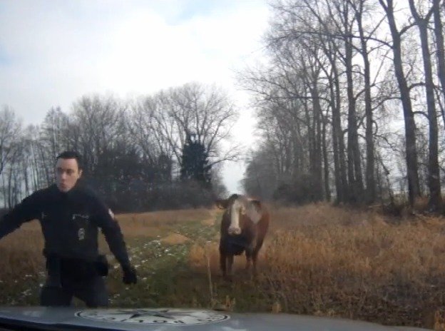 Policista pochopil, že s krávou to nebude legrace, a bere nohy na ramena.