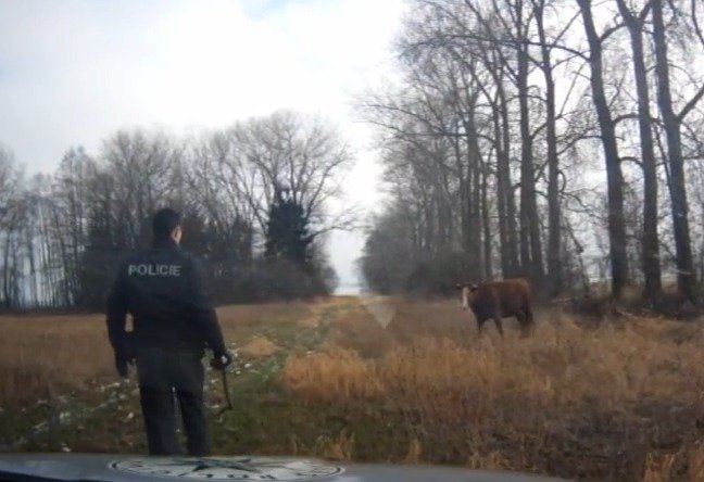 Policista myslel, že se mu podaří s pomocí klacku krávu zkrotit.