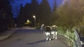 V pražské ulici K Opatřilce někdo přivázal krávu ke svodidlu.