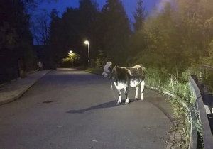 V pražské ulici K Opatřilce někdo přivázal krávu ke svodidlu.