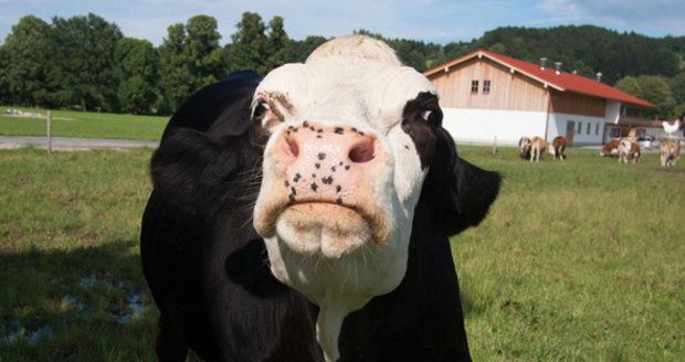 Češku napadla v Rakousku kráva, zvíře zahnali kolemjdoucí s deštníky
