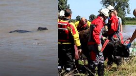 Kráva přežila 100kilometrovou plavbu po rozvodněné řece.