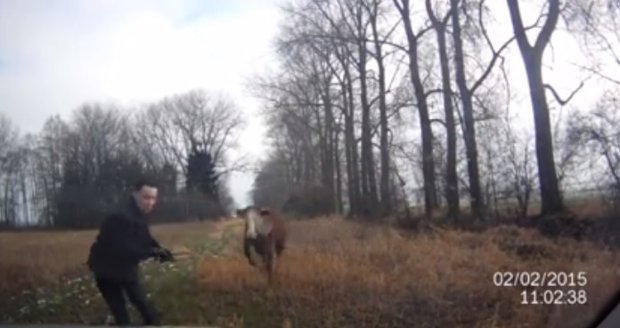 Záběry jak z Policejní akademie: Chytit krávu není až tak snadné