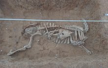 Nezvyklý nález archeologů: Kráva s hlavou v břiše!
