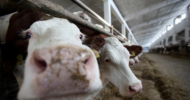 Nadmuté krávy v Německu odpálily kravín. Jedna z dojnic musela být ošetřena.